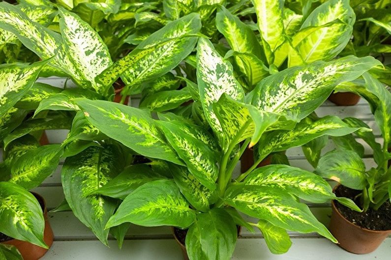 Dieffenbachia - Nhiệt độ