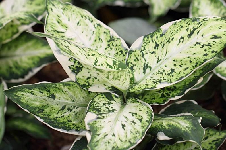 Dieffenbachia - Irrigazione