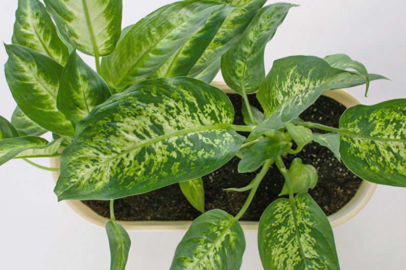 Dieffenbachia - Riego