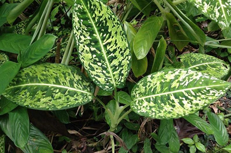 Dieffenbachia - Irrigação