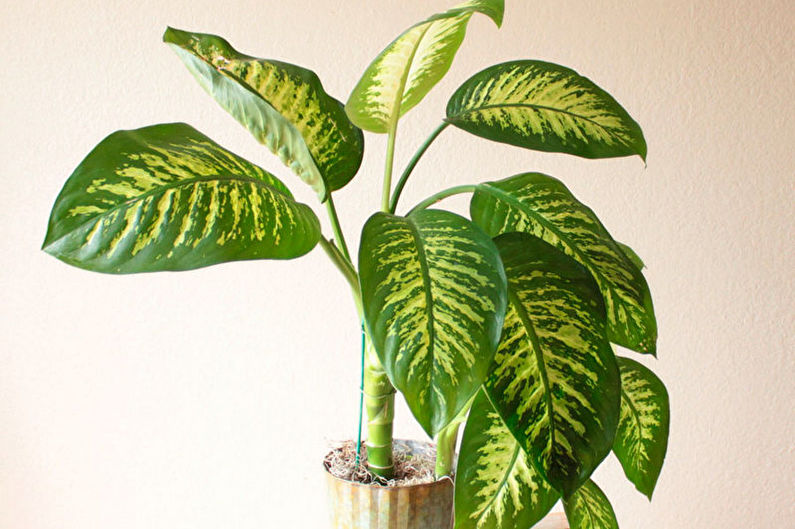 Dieffenbachia - การให้อาหาร