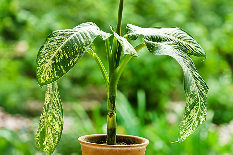 Dieffenbachia - Füttern