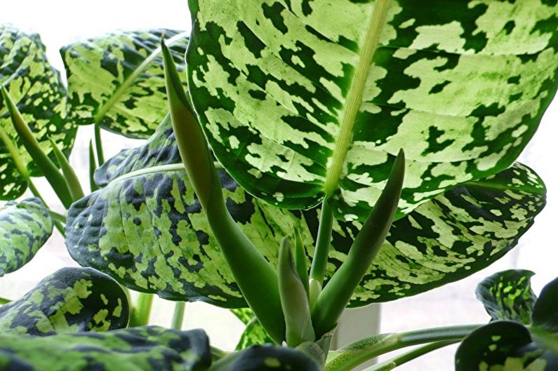 Dieffenbachia - Transplant și reproducere