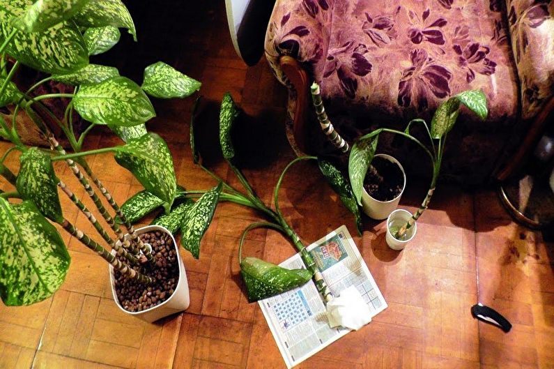 Dieffenbachia - Transplantatie en reproductie