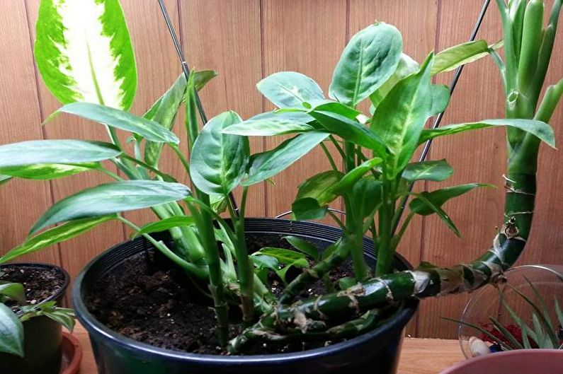 Dieffenbachia - transplantácia a rozmnožovanie