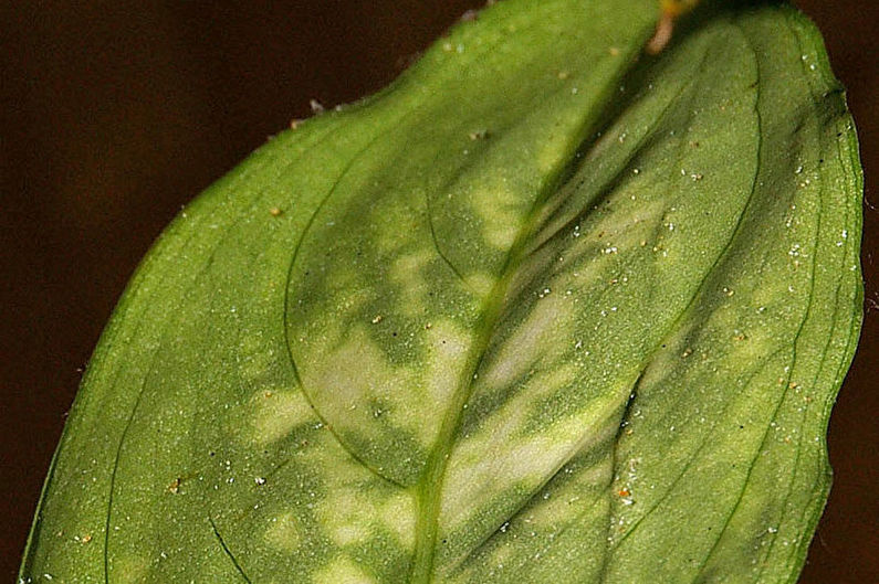 Dieffenbachia - kontrola škodcov a chorôb