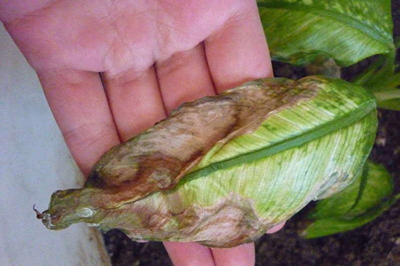 Dieffenbachia - Lutte contre les ravageurs et les maladies