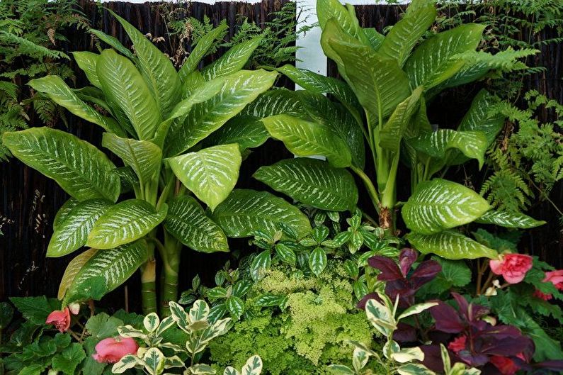 Dieffenbachia - larawan