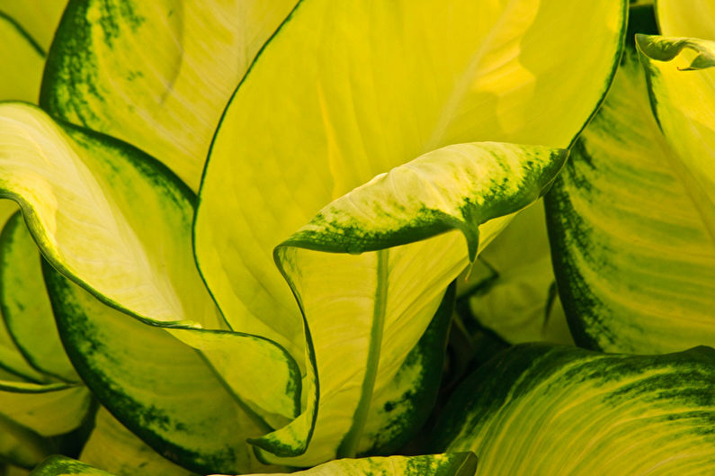 Dieffenbachia - fotografia