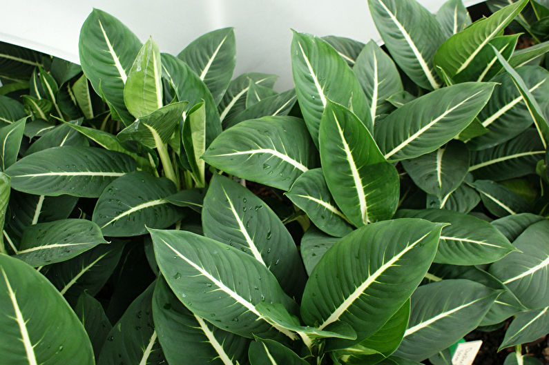 Dieffenbachia - photo