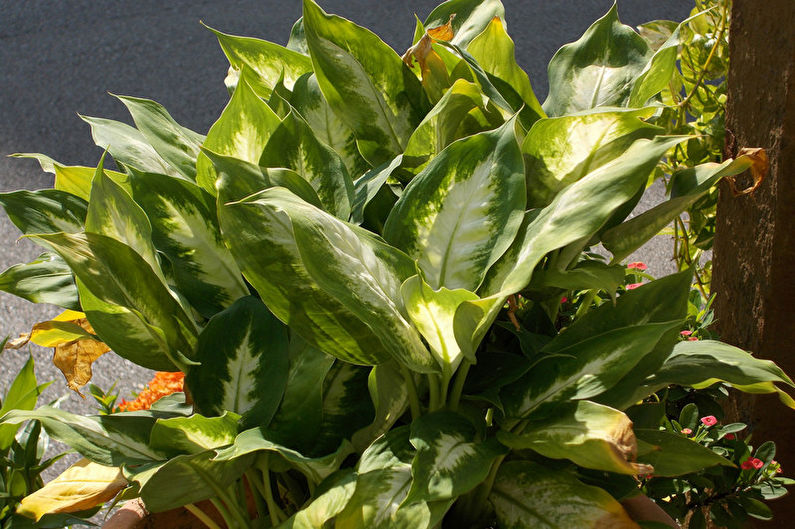 Dieffenbachia - photo