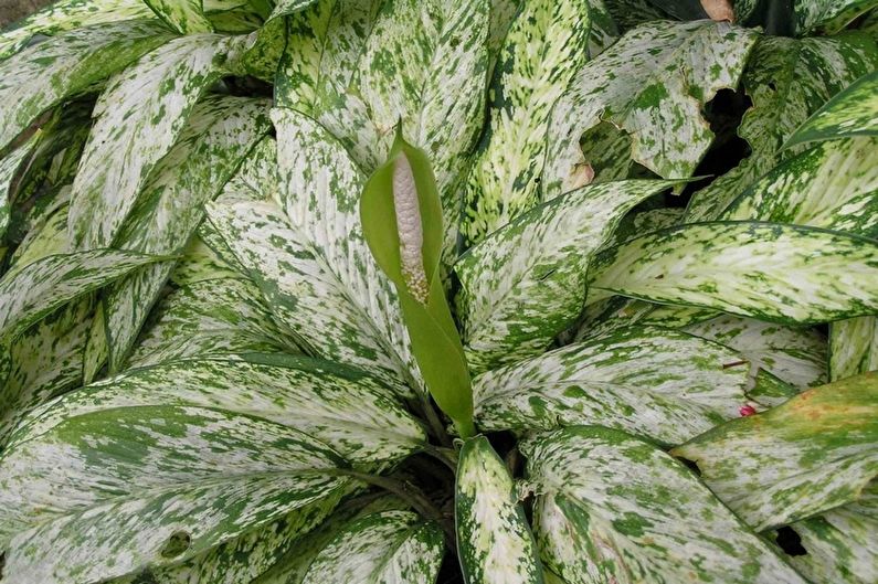 Dieffenbachia - ảnh