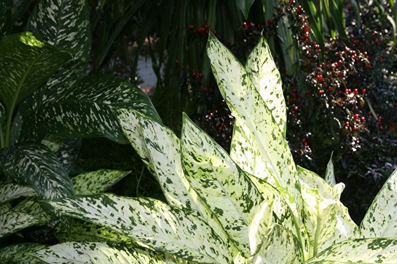 Dieffenbachia - fotografie