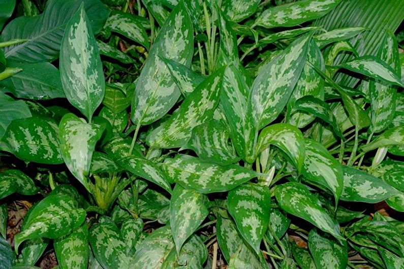 Dieffenbachia - photo