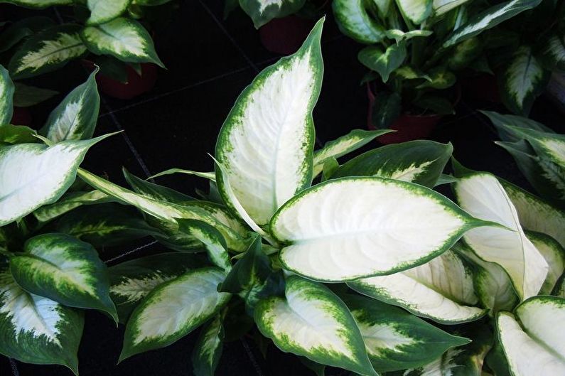 Dieffenbachia - ภาพถ่าย