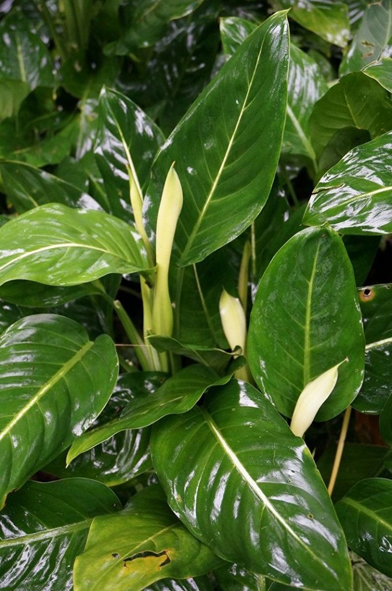 Dieffenbachia - larawan