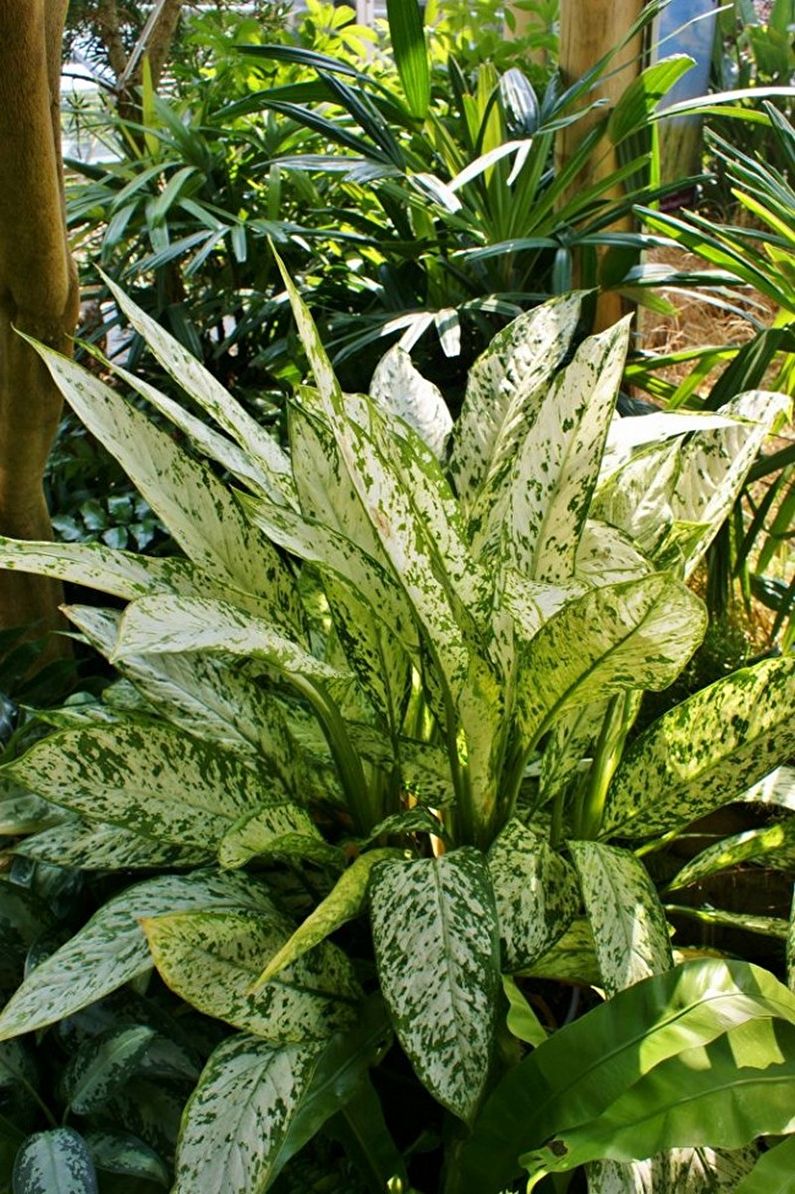 Dieffenbachia - photo