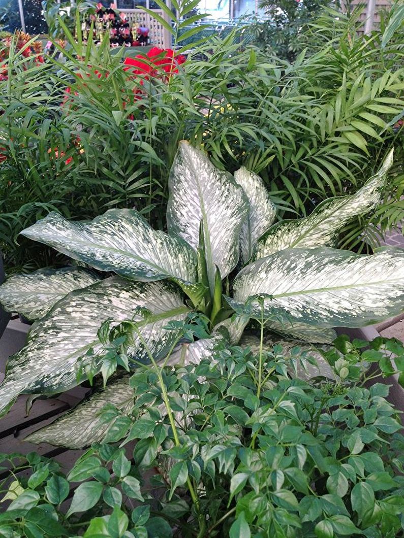 Dieffenbachia - ภาพถ่าย