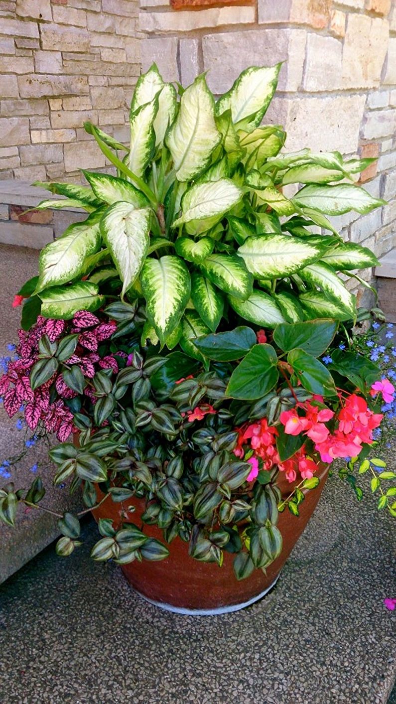 Dieffenbachia - снимка