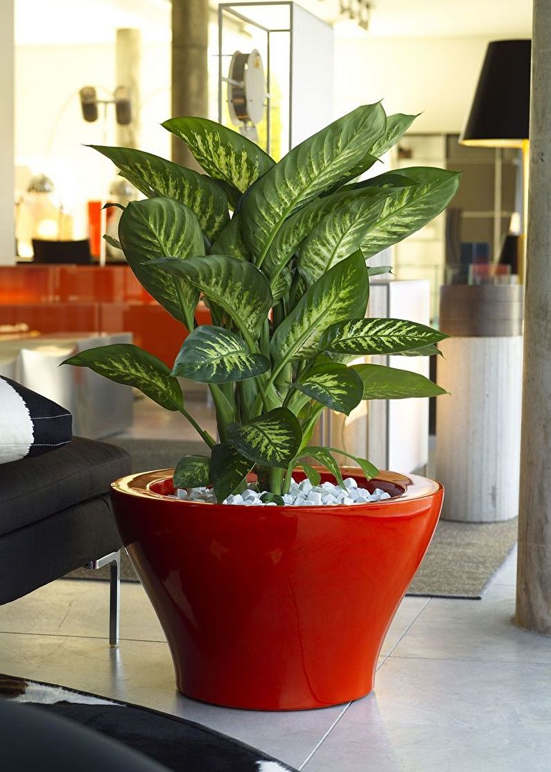 Dieffenbachia - photo