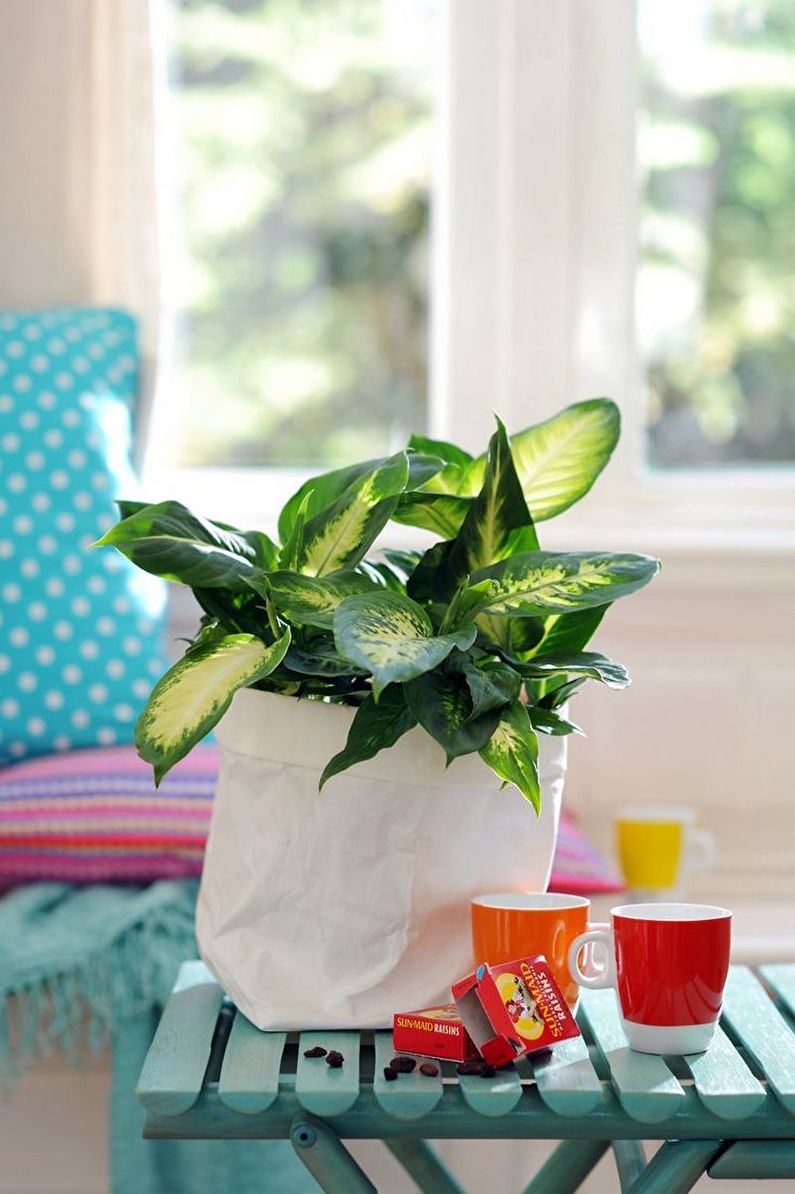 Dieffenbachia - photo