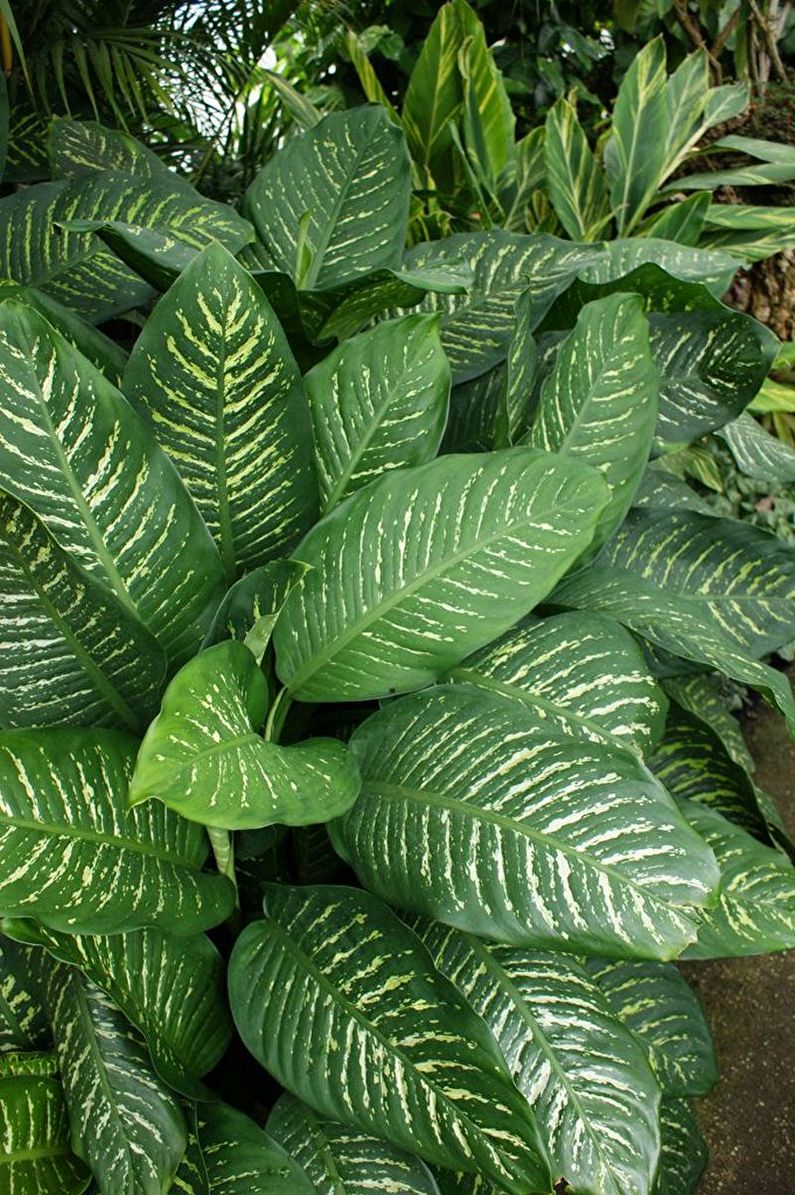 Dieffenbachia - fotografie