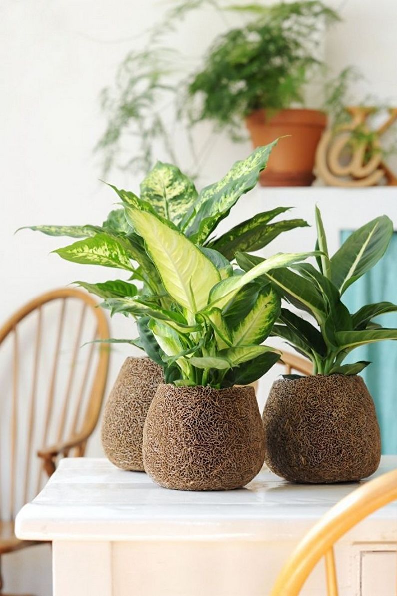 Dieffenbachia - photo