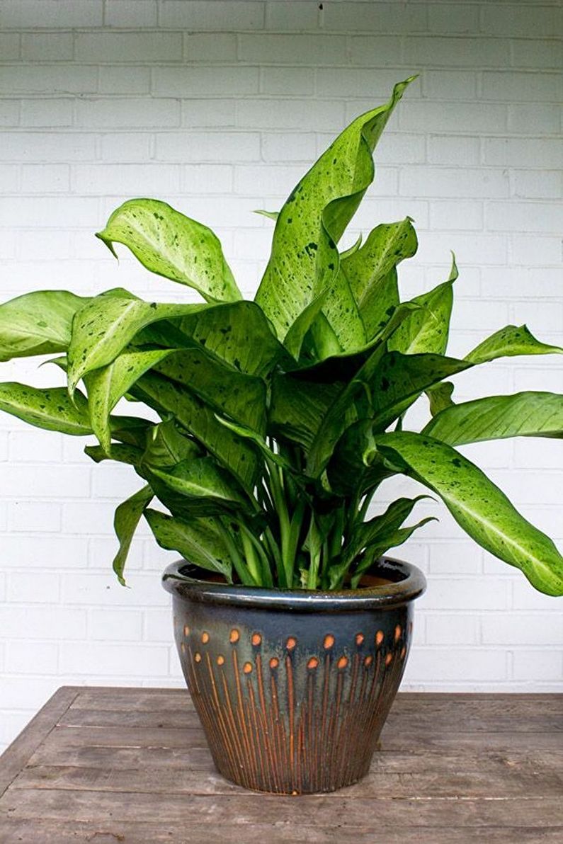 Dieffenbachia - foto