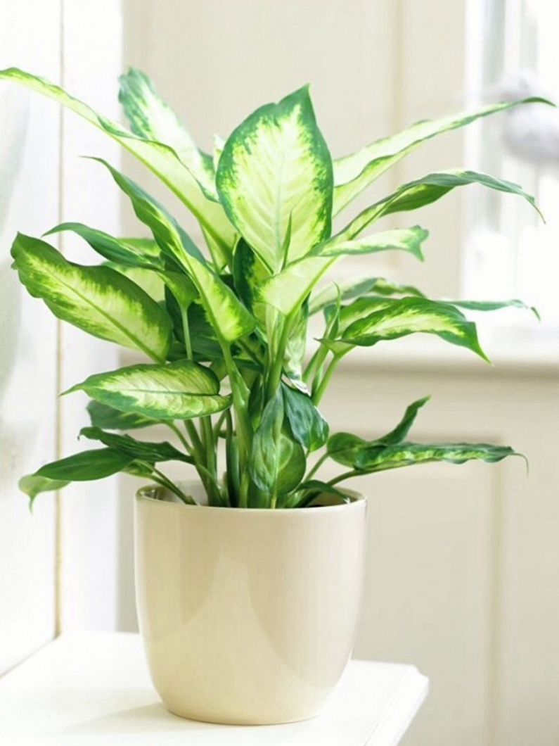 Dieffenbachia - foto