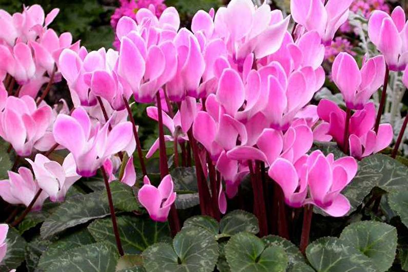 European cyclamen