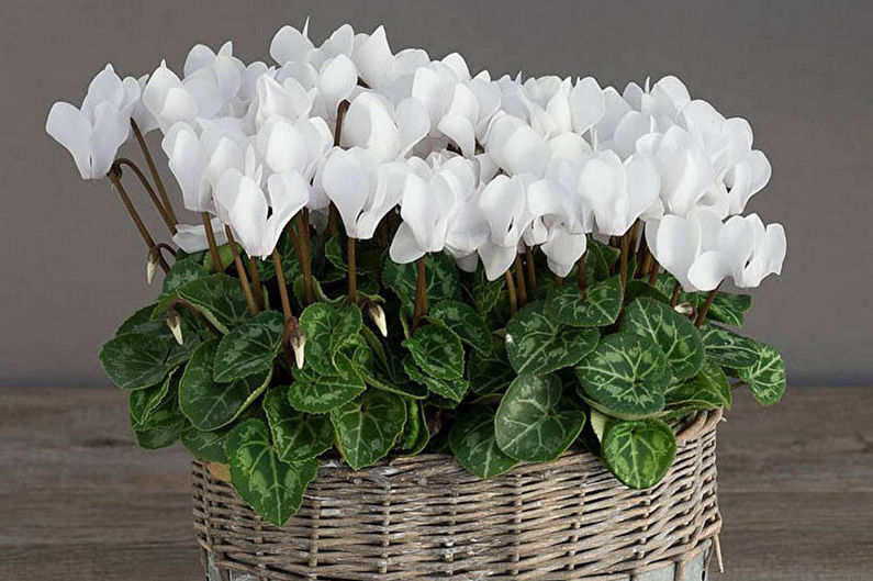 European cyclamen