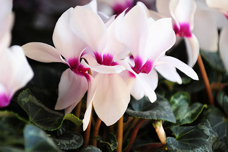 Persian cyclamen