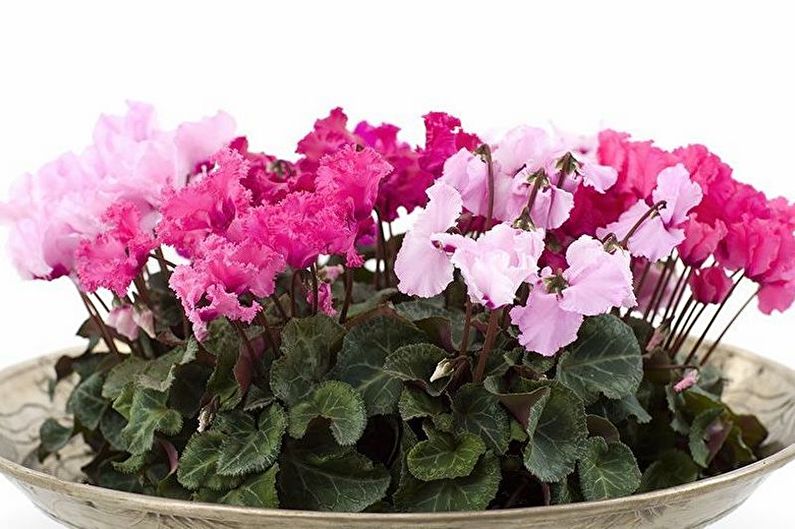 Persian cyclamen