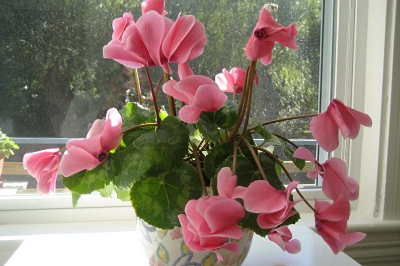 Cyclamen - Pag-iilaw