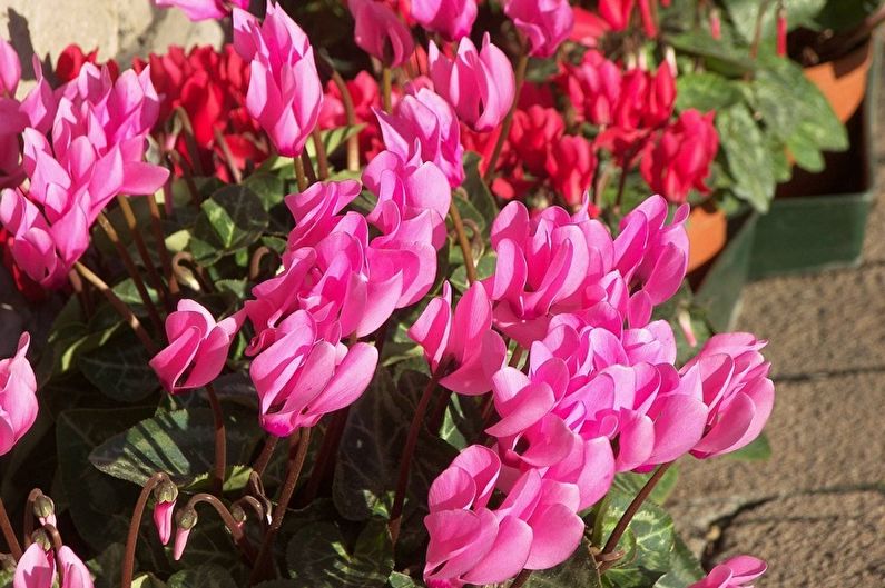 Cyclamen - Osvetlenie