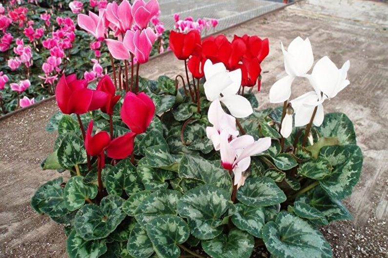 Cyclamen - อุณหภูมิ