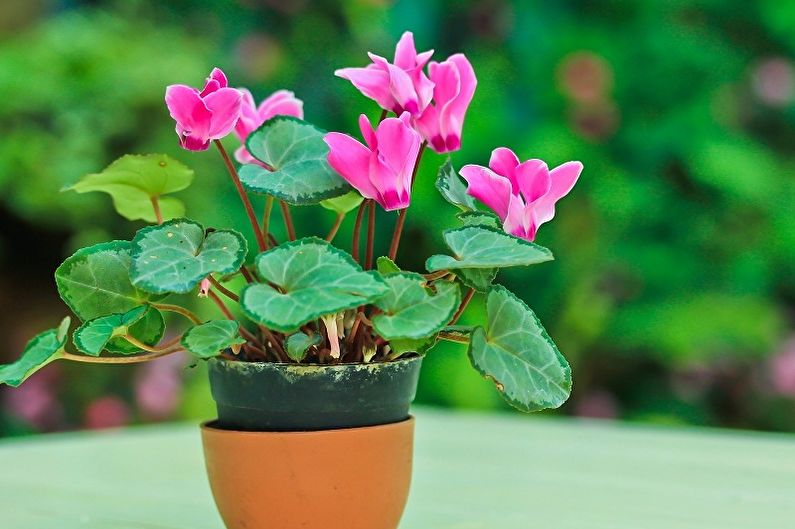 Cyclamen - Nhiệt độ