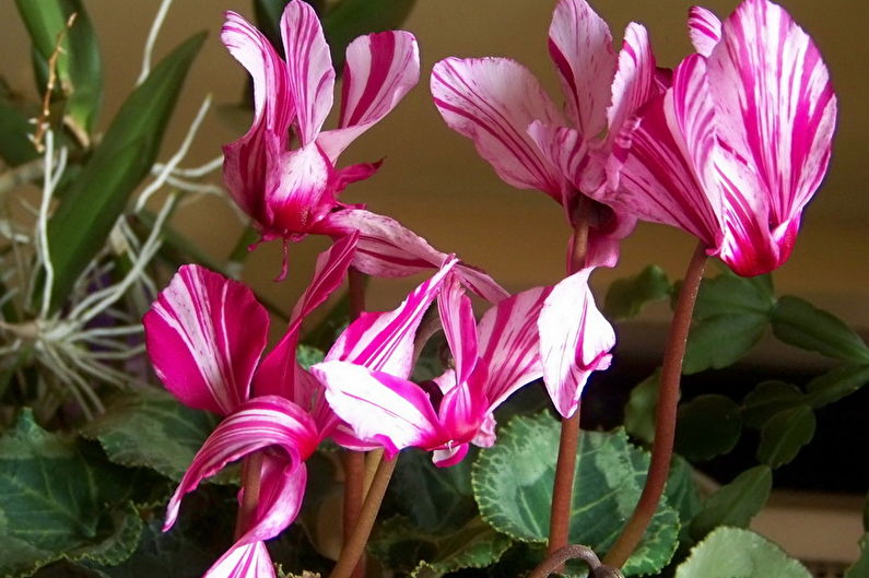 Cyclamen - Độ ẩm