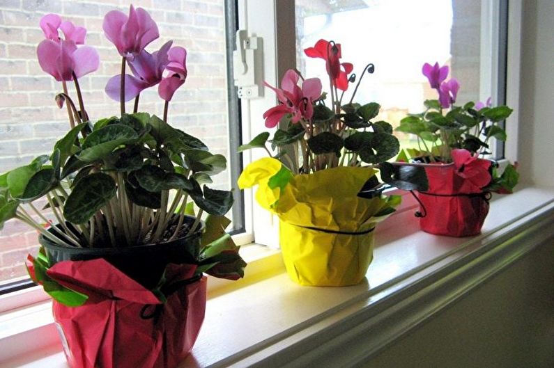 Cyclamen - Watering