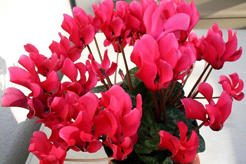 Cyclamen - Tưới nước