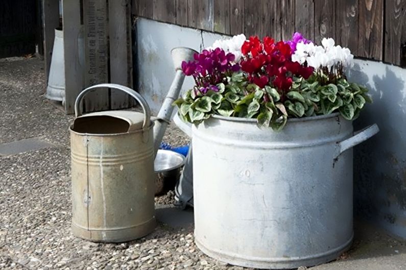 Cyclamen - Watering