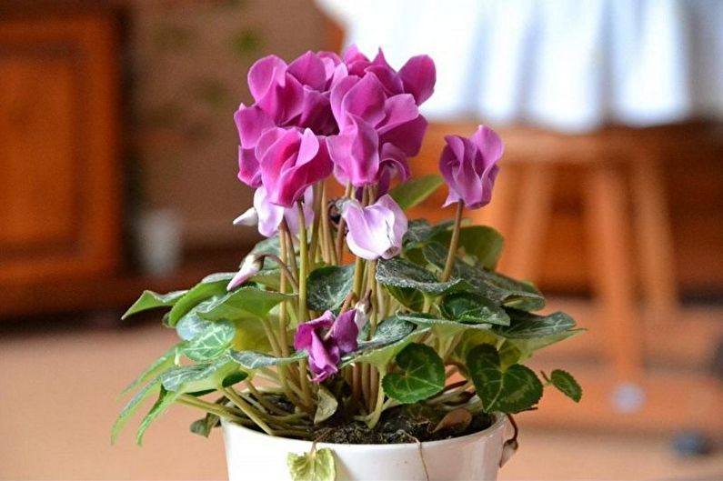 Cyclamen - Fertilizantes e cobertura