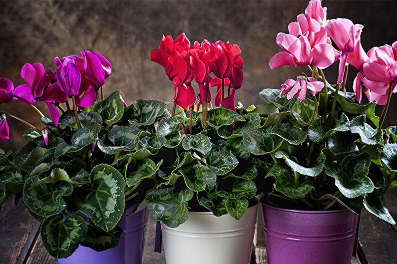 Cyclamen - Fertilizantes y aderezo