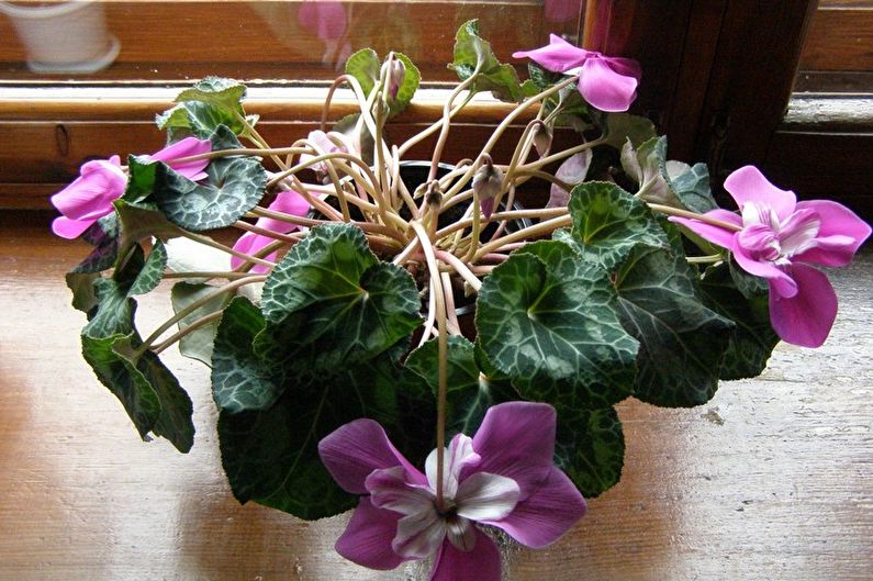 Sâu bệnh và cyclamen