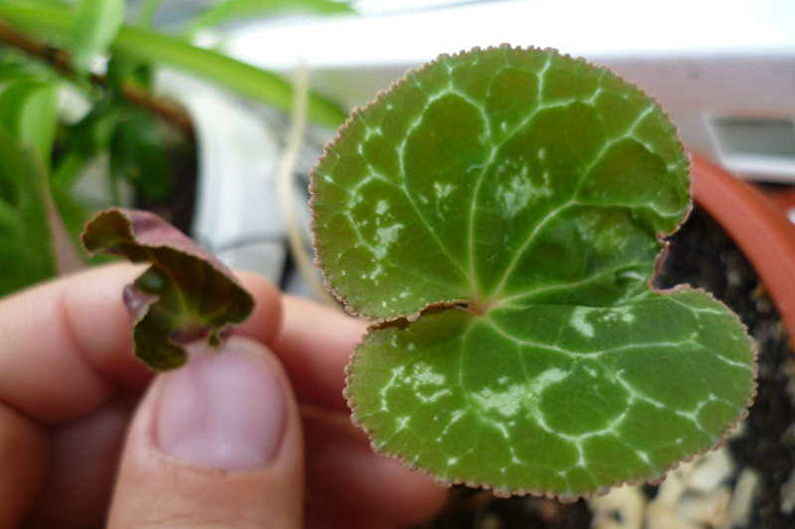 Pests and cyclamen diseases