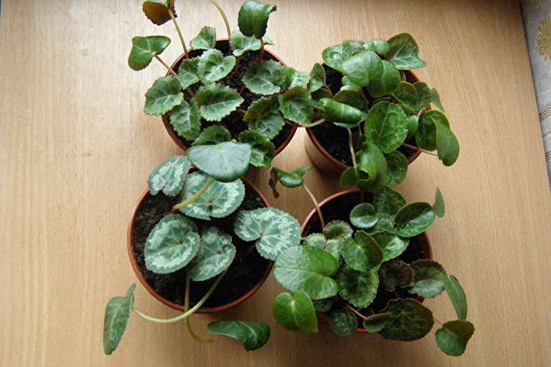 How to transplant cyclamen