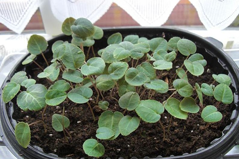 How to transplant cyclamen