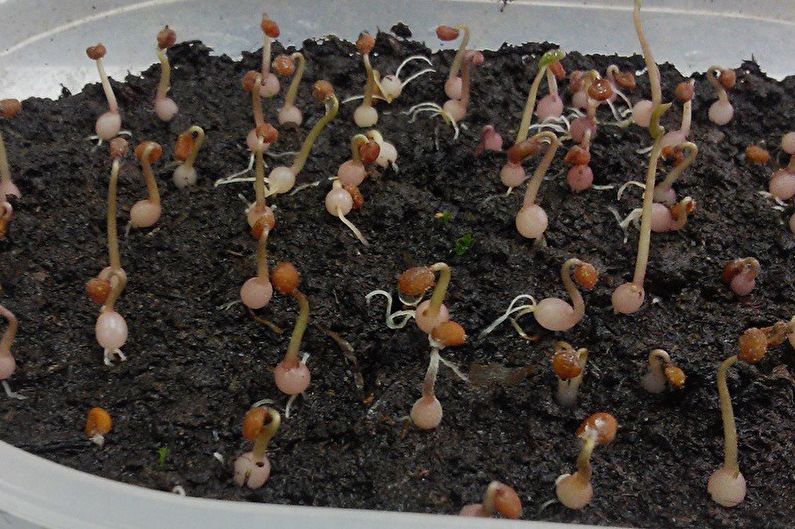 Propagation of cyclamen by seeds