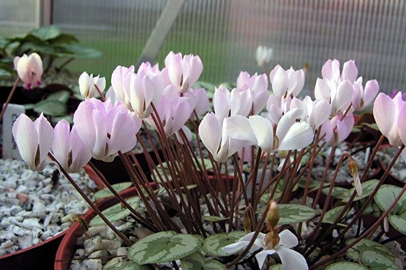 Pagpapalaganap ng cyclamen ng mga buto