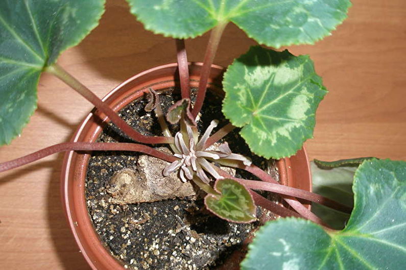 Cyclamen reproduction by children